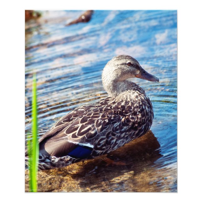 Foto Dabbling Ripples (Frente)