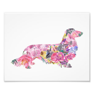 Foto Dachshund de pelo largo