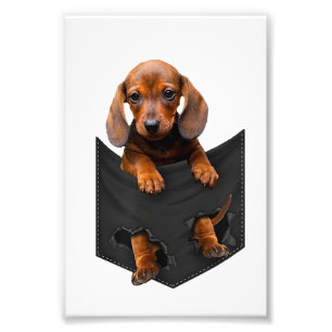 Foto Dachshund En Mi Perro Weiner De Bolsillo