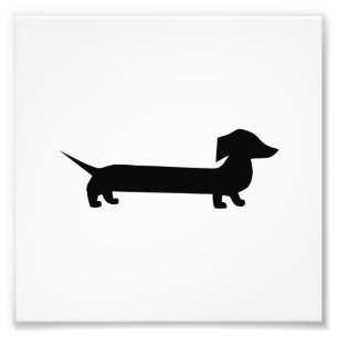 Foto Dachshund lindo