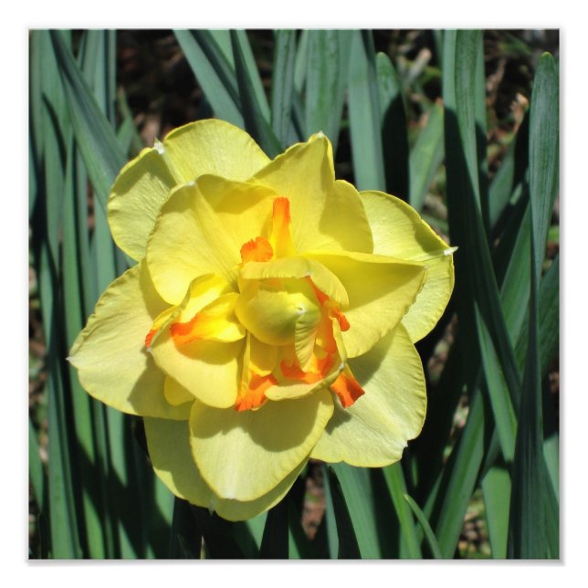 Foto Daffodil amarillo de 12" x 12" (Frente)