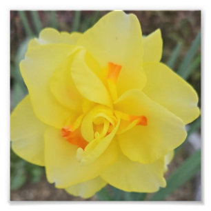 Foto Daffodil escabroso