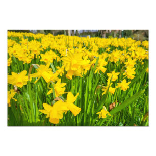 Foto Daffodils