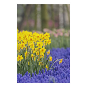 Foto Daffodils y Hyacinth de uva, Keukenhof