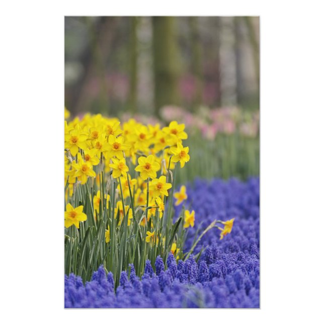 Foto Daffodils y Hyacinth de uva, Keukenhof (Frente)
