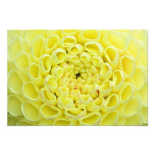 Foto Dahlia