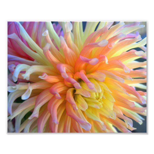 Foto Dahlia Close 10x8 (Frente)