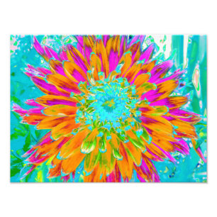 Foto Dahlia Decorativa Naranja Tropical y Rosa Caliente