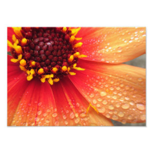 Foto Dahlia después de la lluvia 14x10