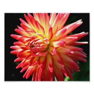 Foto Dahlia Rojo Y Amarillo 10x8 Flower Close Up
