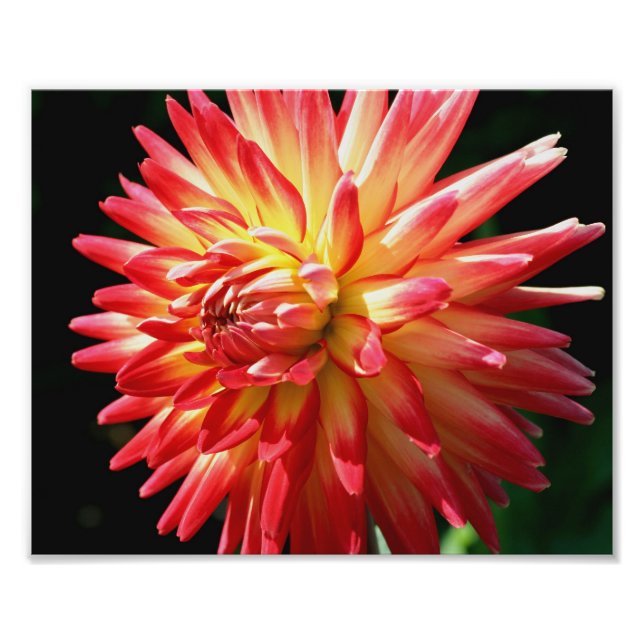 Foto Dahlia Rojo Y Amarillo 10x8 Flower Close Up (Frente)