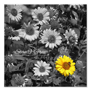 Foto Daisies Africanos Impresión selectiva de Paredes d
