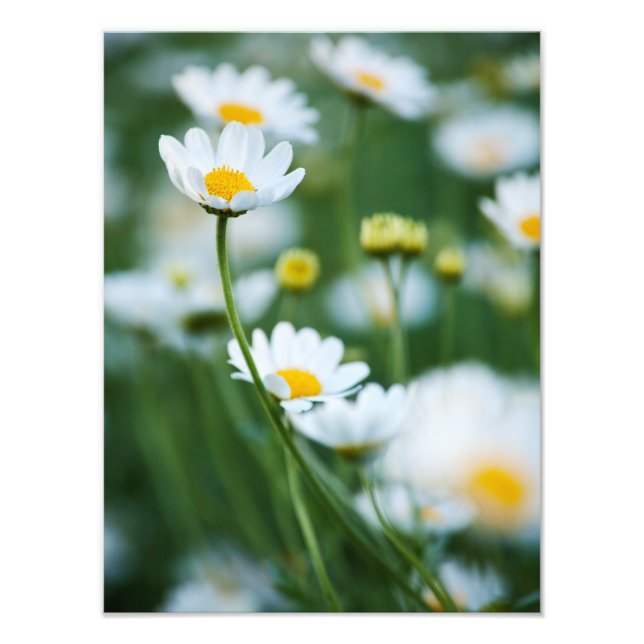Foto Daisies blancos en un campo - Daisy personalizado (Frente)