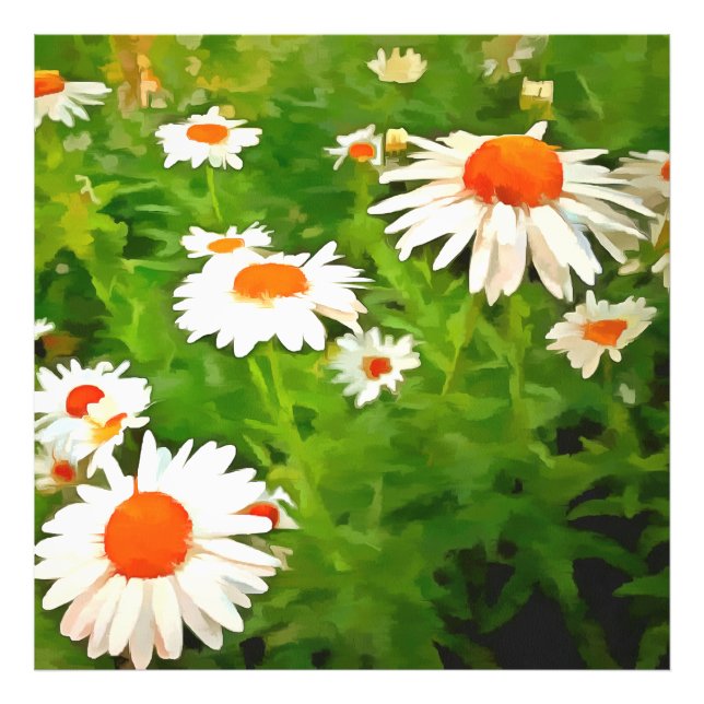 Foto Daisies del jardín blanco brillante y brillante ar (Frente)