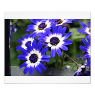 Foto Daisies pintados de azul