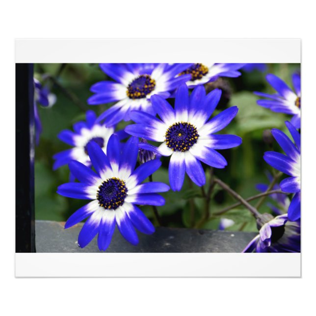 Foto Daisies pintados de azul (Frente)