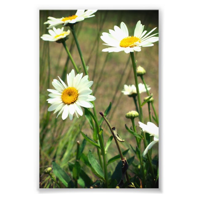 Foto Daisy (Frente)