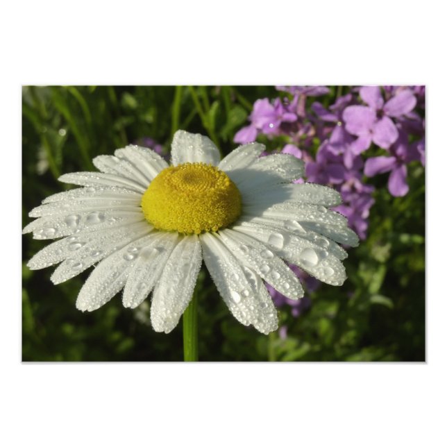 Foto Daisy and Summer Lilac Wildflower (Frente)