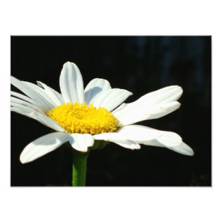 Foto Daisy blanco