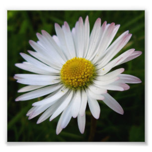 Foto Daisy Darkness
