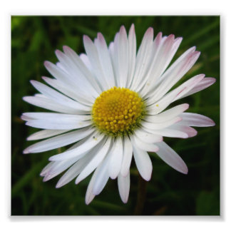 Foto Daisy Darkness