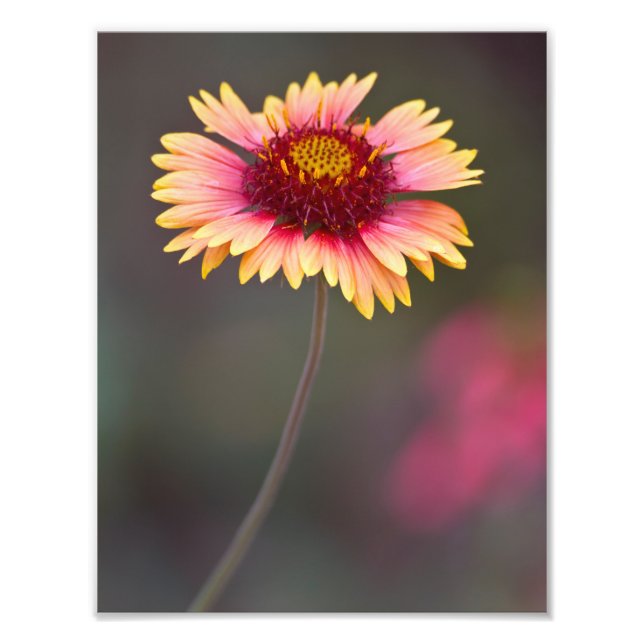 Foto Daisy del desierto rosa y amarillo (Frente)