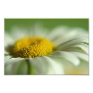 Foto Daisy Macro Photo
