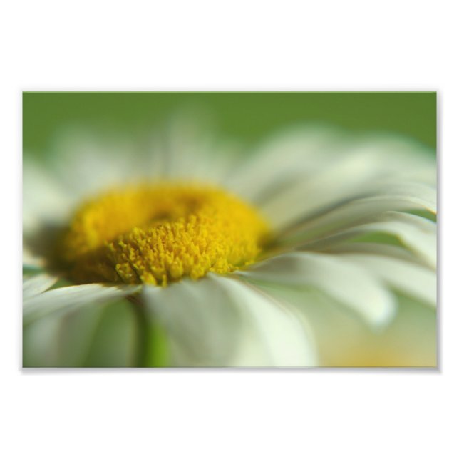 Foto Daisy Macro Photo (Frente)