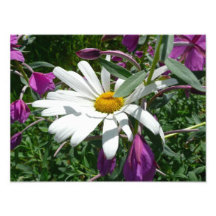 Foto Daisy y Fireweed Wildflower