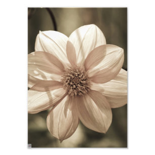 Foto Dalia Soleada