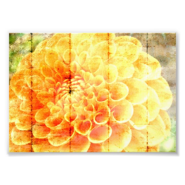 Foto Dalie  (Frente)