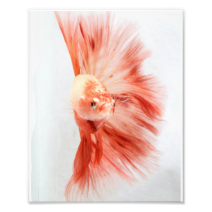Foto Dalmation Halfmoon Betta FI