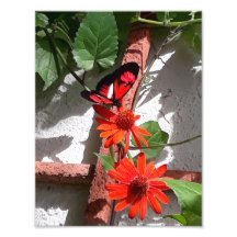 Dama de Rojo Edición Limitada