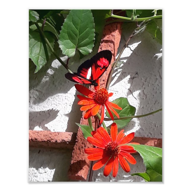 Foto Dama de Rojo Edición Limitada (Frente)