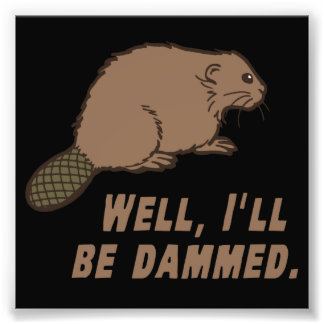 Foto Dammed Beaver