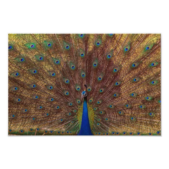 Foto Dancing Peacock (Landscape) (Frente)