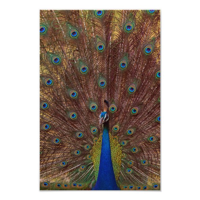 Foto Dancing Peacock (Portrait) (Frente)