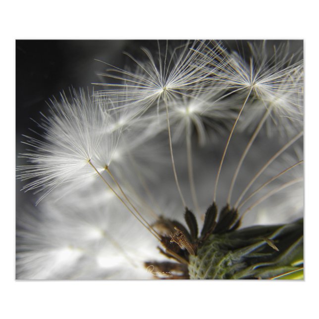 Foto Dandelion (Frente)