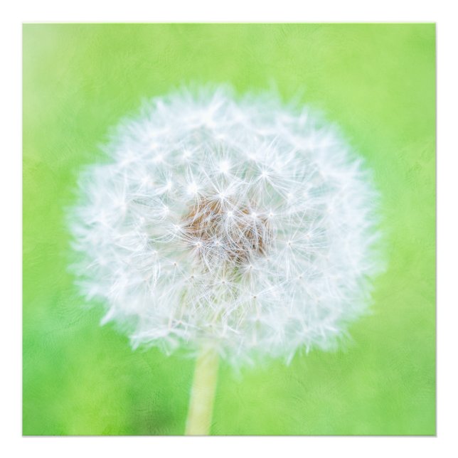 Foto Dandelion - Acabo De Despertar La Belleza (Frente)