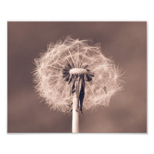 Foto Dandelion Blowball Closeup Sepia