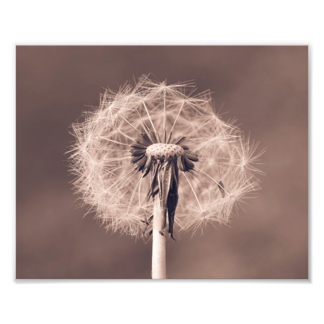 Foto Dandelion Blowball Closeup Sepia (Frente)
