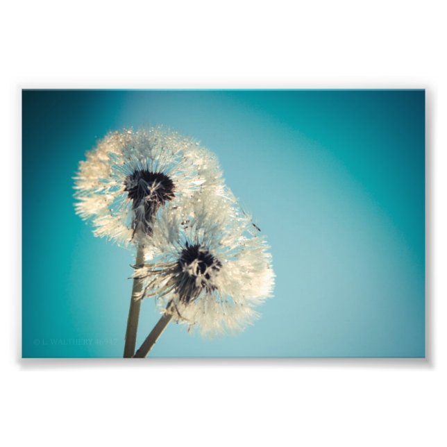 Foto Dandelion Blue Sky (Frente)