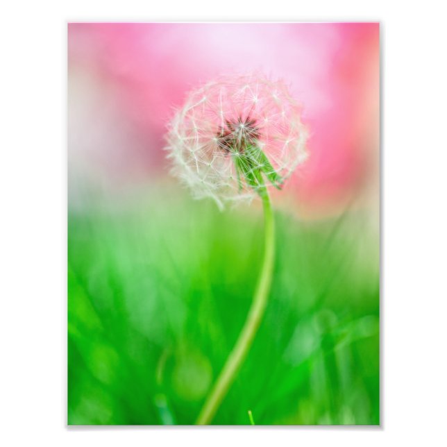 Foto Dandelion en primavera (Frente)