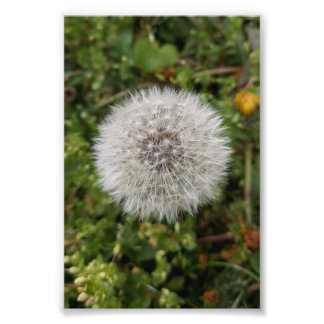 Foto Dandelion poster