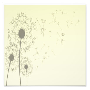 Foto Dandelions