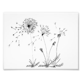 Foto Dandelions