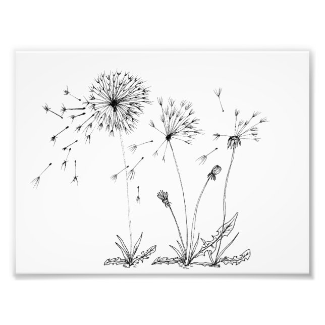 Foto Dandelions (Frente)