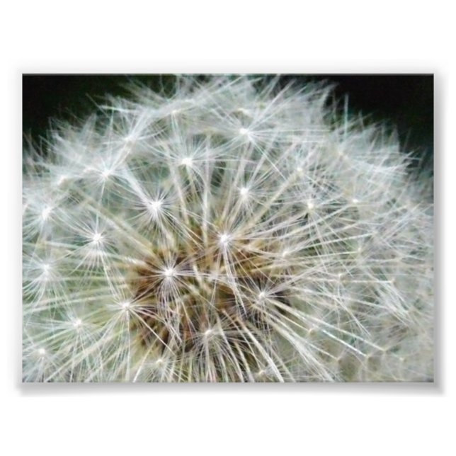 Foto dandilion (Frente)