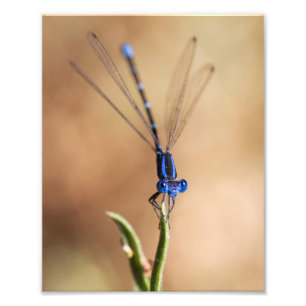 Foto Danza de la mosca