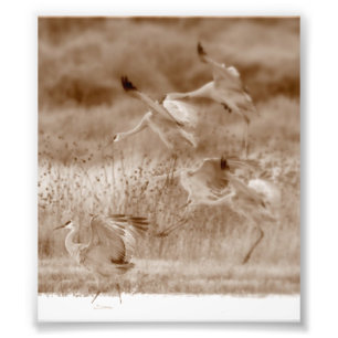 Foto danza de las grullas
